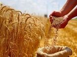 امسال ظرفیت داخلی پاسخگوی نیاز گندم کشور خواهد بود