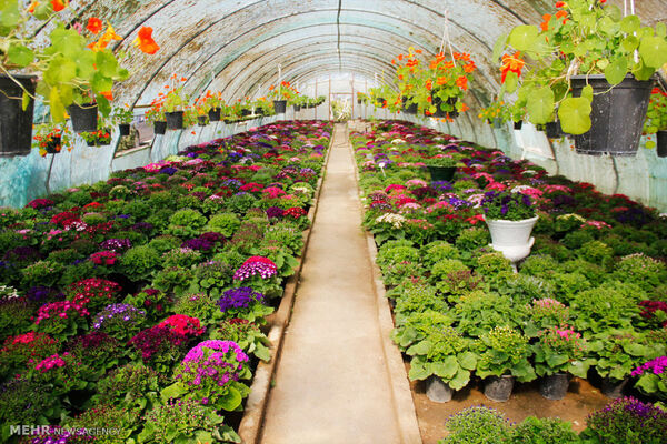  مجموع اراضی گلخانه‌ای آذربایجان شرقی به 800 هکتار خواهد رسید