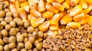 توزیع بیش از 120 تن نهاده کشاورزی جهت کشت های پاییزه در آغاجاری