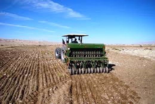 تداوم کشت پاییزه گندم و جو در شهرستان آباده