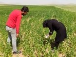 مبارزه به موقع بهره‌برداران بستان‌آبادی با مگس گلرنگ با نظارت کارشناسان جهاد کشاورزی