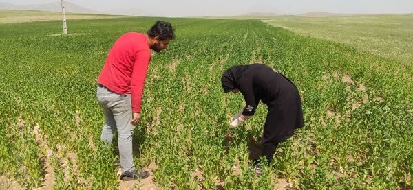 مبارزه به موقع بهره‌برداران بستان‌آبادی با مگس گلرنگ با نظارت کارشناسان جهاد کشاورزی