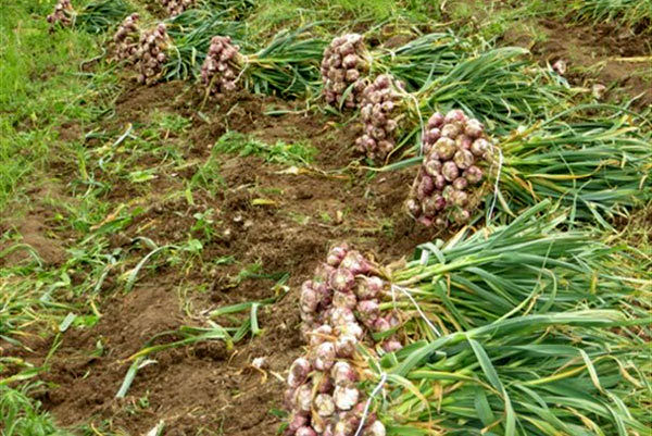 کشت سیر در اراضی کشاورزی شهرستان البرز آغاز شد