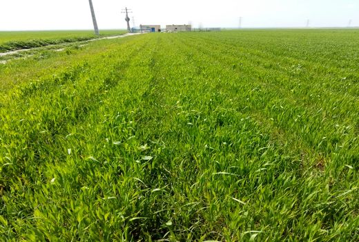 گندمکاران از ربز مغذی ها به صورت محلول پاشی در مزارع استفاده کنند