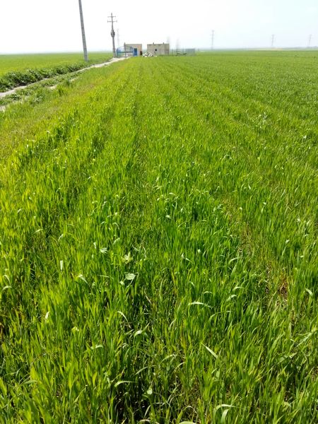 گندمکاران از ربز مغذی ها به صورت محلول پاشی در مزارع استفاده کنند