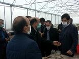 اختصاص 3 میلیارد ریال تسهیلات یارانه ای برای توسعه طرح پیوند سرشاخه کاری درختان گردو