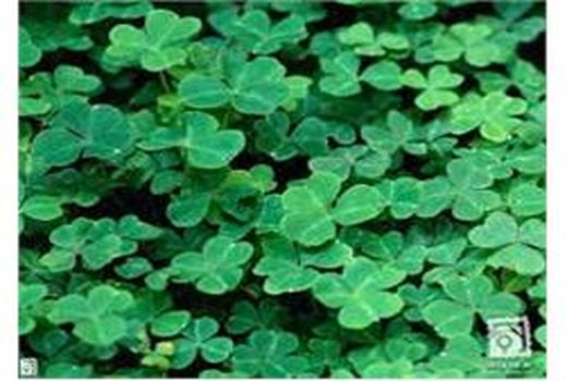 کشت شبدر برسیم در 3500 هکتار از مزارع آمل