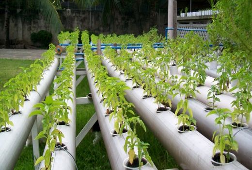 13هزار مترمربع گلخانه هیدروپونیک در شهرستان کرمان 