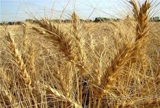 پایان کشت پاییزه در خرمشهر