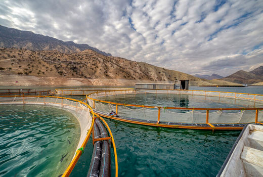 تولید 8 هزار تن ماهی در قفس در چهارمحال و بختیاری