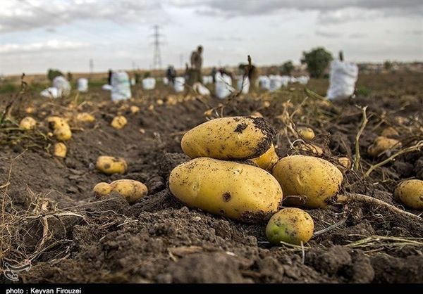 غلظت نیترات سیب زمینی تولیدی در چهارمحال و بختیاری پایین تر از حد استاندارد است