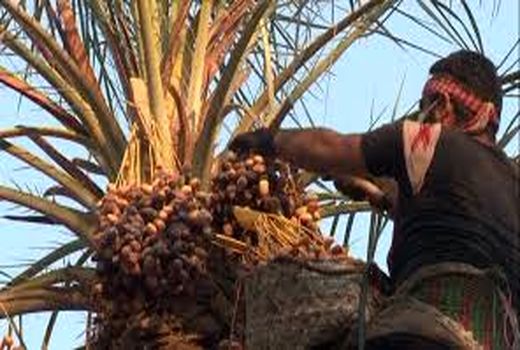 آغاز خرید خرما در خرمشهر