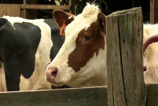 تعطیلی بیش از 60 دامداری در آمریکا