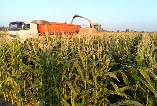 پیش بینی تولید بیش از 700 هزار تن ذرت علوفه ای در مرودشت 