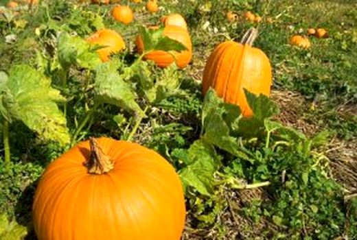   ۶۵ تن کدو آجیلی از اراضی زراعی شهرستان البرز برداشت شد