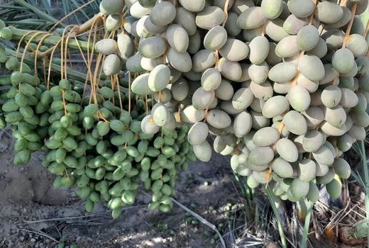 آغاز عملیات مبارزه با آفت کنه گرد آلود خرما در باغات نخیلات استان