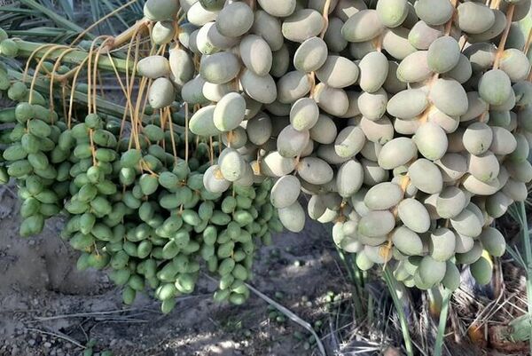 آغاز عملیات مبارزه با آفت کنه گرد آلود خرما در باغات نخیلات استان