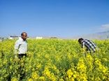 کاشت کلزا در داراب آغاز شد
