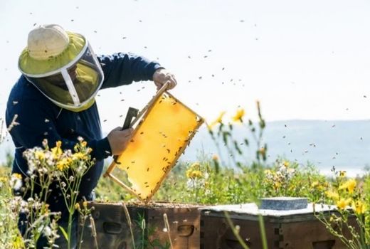 توزیع بیش از ۲۰۰ تن شکر بین زنبورداران استان چهارمحال و بختیاری