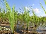 کاهش سطح زیر کشت برنج در خراسان شمالی 