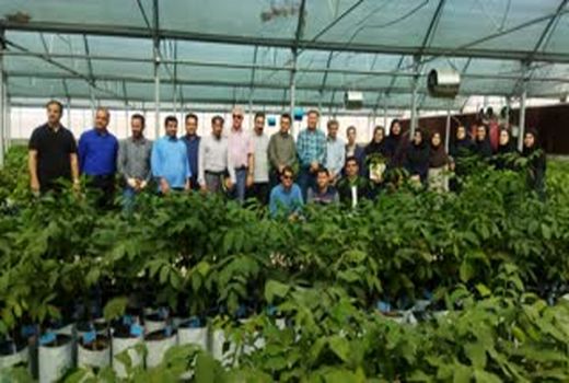 بازدید معاون بهبود بهبود گیاهی استان لرستان از باغ مادری گردو در کوهین