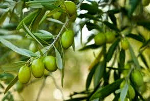 زیتون مرودشت