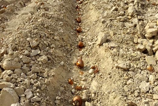 کلکاری، اشتغال پایدار روستایی را به همراه دارد