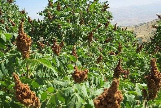 سردشت با ۷۰۰ هکتار باغ سماق قطب تولید این محصول در منطقه است