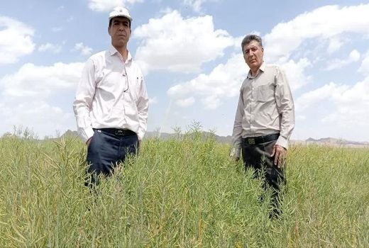 بازدید از مزارع کلزا اصفهان کشت