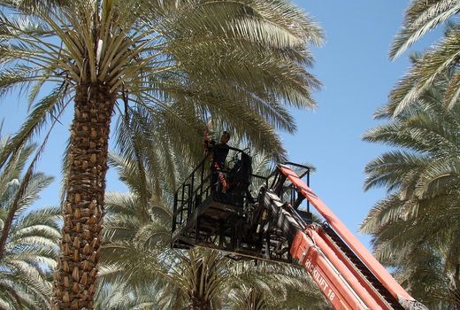 گرده افشانی نخیلات در فراشبند 