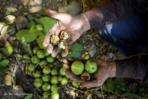 پایان برداشت گردو در شهرستان سامان/ قطب تولید محصولات باغی استان چهار محال و بختیاری