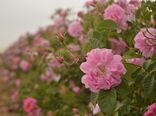 کشت گل محمدی در استان اردبیل توسعه یافت