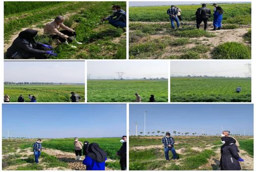 مبارزه با علف‌های هرز در ۳۹۰۰هکتار از مزارع جو و گندم پیشوا