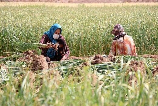 محصولات کشاورزی کوار در مسیر صادرات