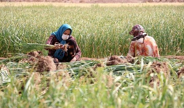 محصولات کشاورزی کوار در مسیر صادرات