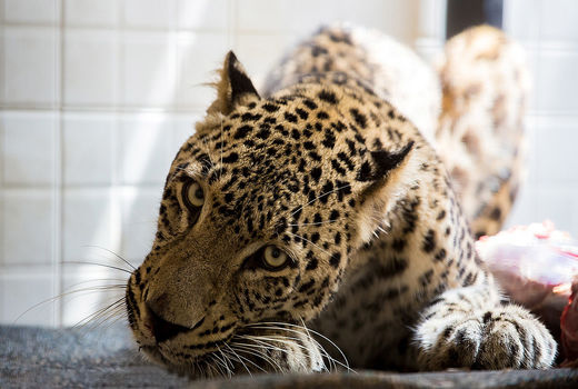 پلنگ سرگردان در خیابان‌های شهمیرزاد نجات یافت