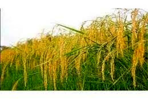 خوشه دهی برنج در 32 هزار هکتار شالیزار بابل