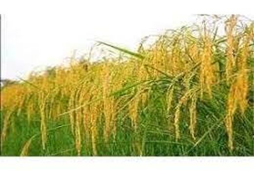 خوشه دهی برنج در 32 هزار هکتار شالیزار بابل