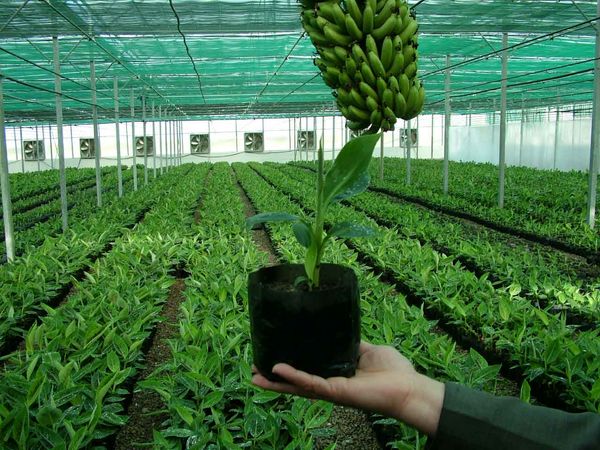 سررسید تسهیلات صندوق حمایت ازتوسعه بخش کشاورزی سیستان وبلوچستان تمدیدشد