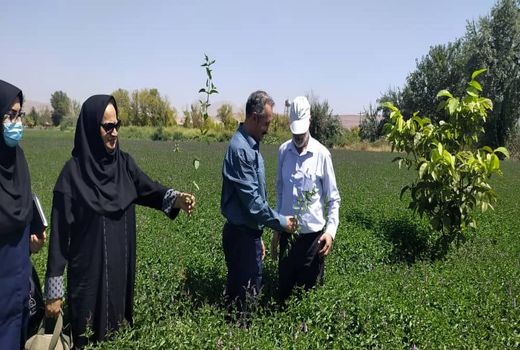 باغ های سبزی و صیفی تبریز تنها نماد باغ شهر تبریز قدیم هستند