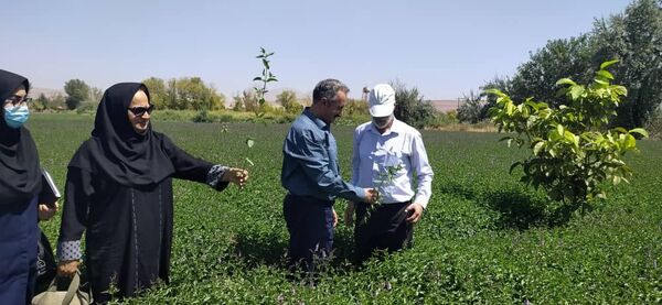 باغ های سبزی و صیفی تبریز تنها نماد باغ شهر تبریز قدیم هستند