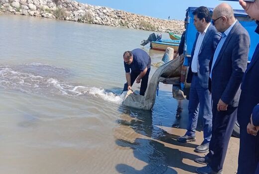 رهاسازی گسترده بچه‌ماهیان خاویاری در مازندران