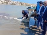 رهاسازی گسترده بچه‌ماهیان خاویاری در مازندران
