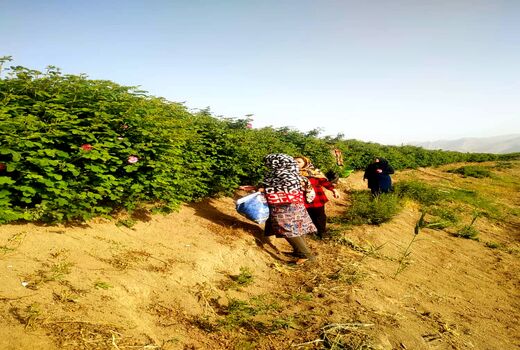 نقش آفرینی زنان روستایی مرودشت در زنجیره ارزش 