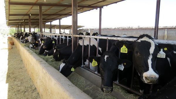 دامداران استان تا 15 دی ماه  نسبت به پلاک‌کوبی دام‌های خود اقدام کنند