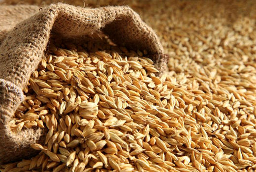 تدابیر ویژه برای واردات جو/ واردات کالاهای اساسی به شیوه اعتباری مجاز شد
