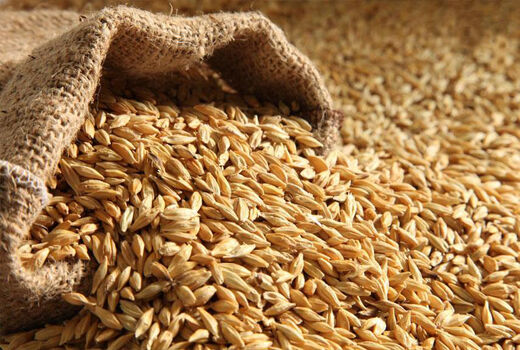 تدابیر ویژه برای واردات جو/ واردات کالاهای اساسی به شیوه اعتباری مجاز شد