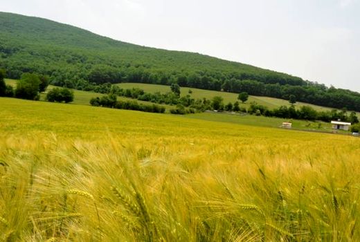 180 هکتار گندم و جو در قائم شهر کشت شد/ توزیع 28 تن بذر