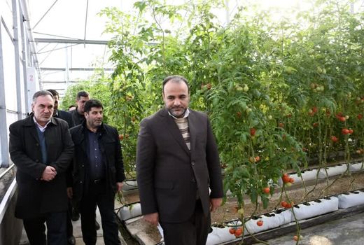 شهرک گلخانه‌ای عجب شیر بهره‌برداری کامل می‌رسد 