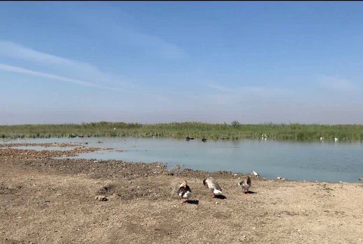 پیشگیری از انتقال آنفولانزای فوق حاد پرندگان در شادگان